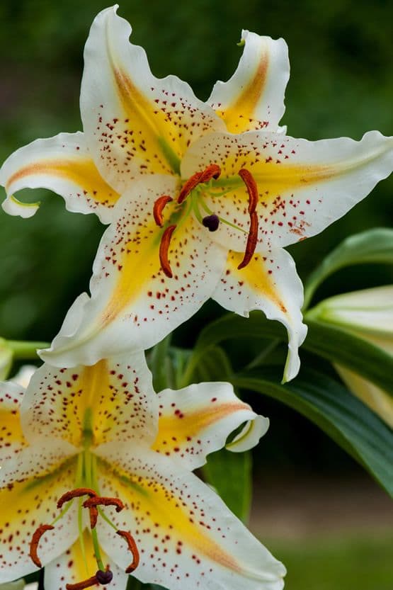 Lilium Auratum (Gold Band)