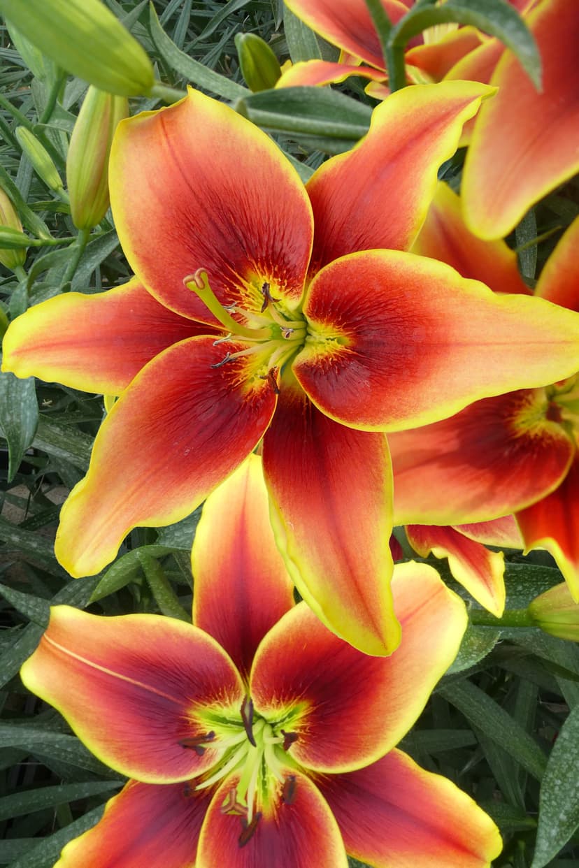Lilium Avalon Sunset