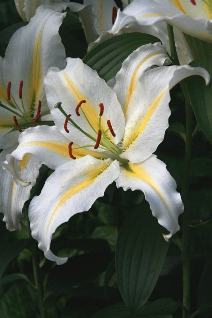 Lilium Baferrari