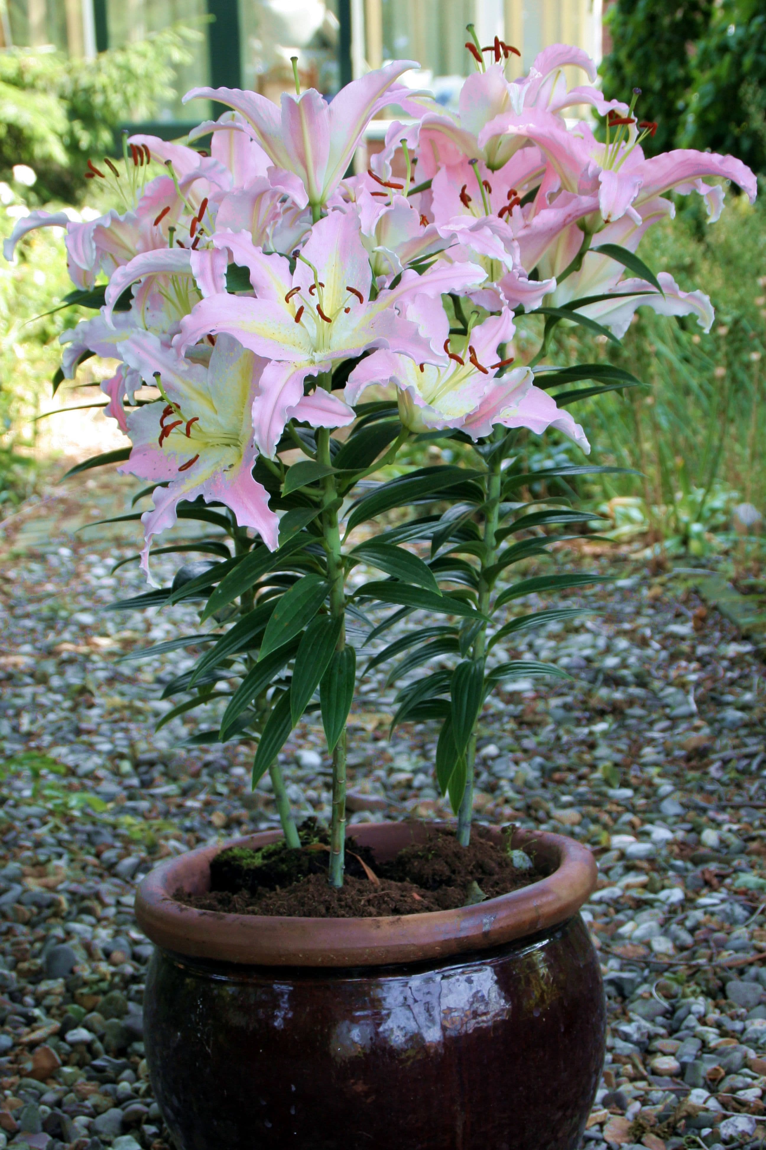 Lilium Bamako