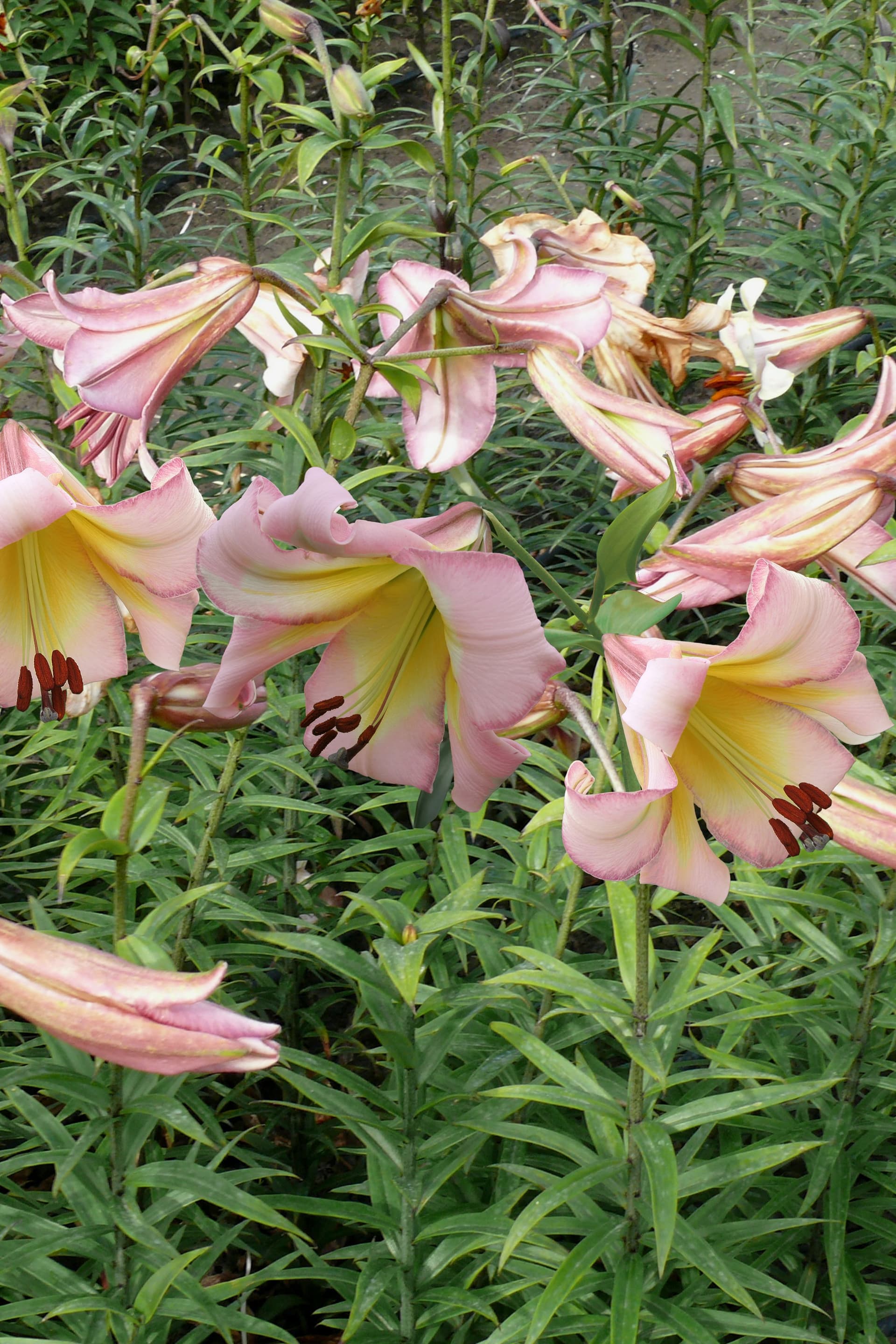 Lilium Beijing Moon