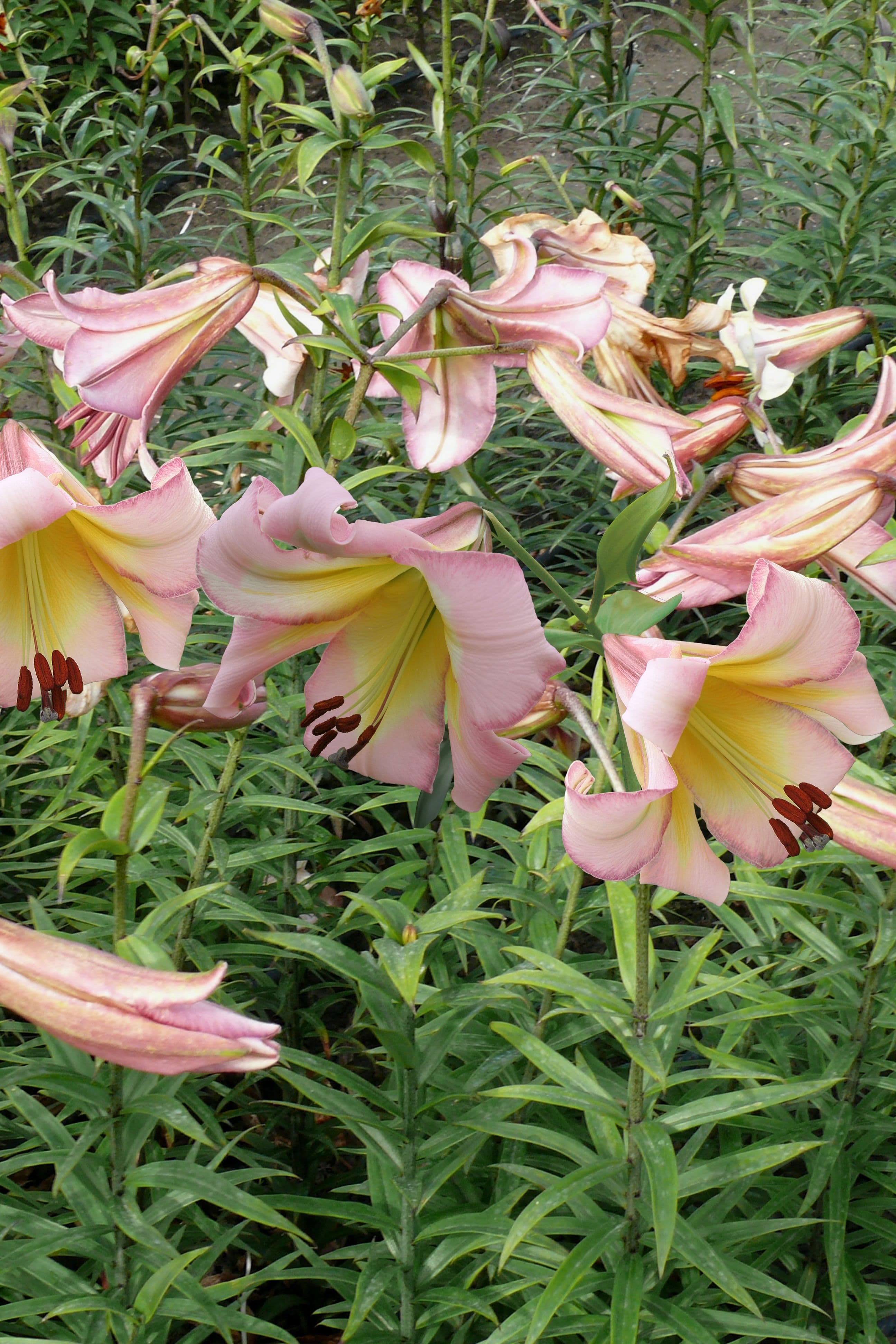 Lilium Beijing Moon