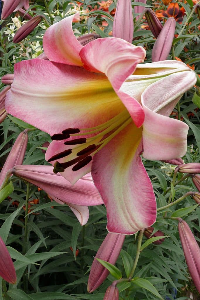 Lilium Beijing Moon