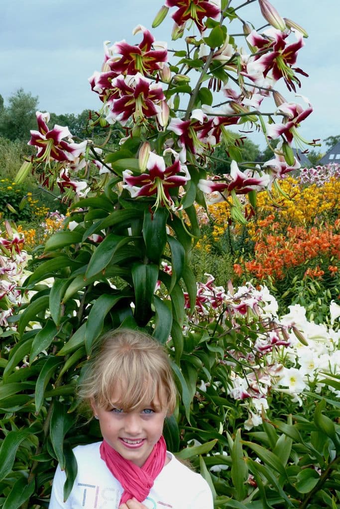 Lilium Beverly Dreams