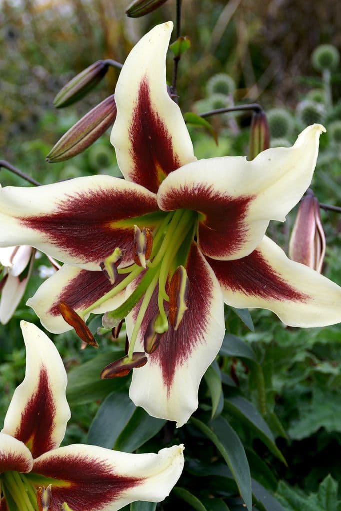 Lilium Beverly Dreams