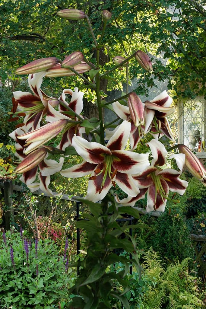 Lilium Beverly Dreams