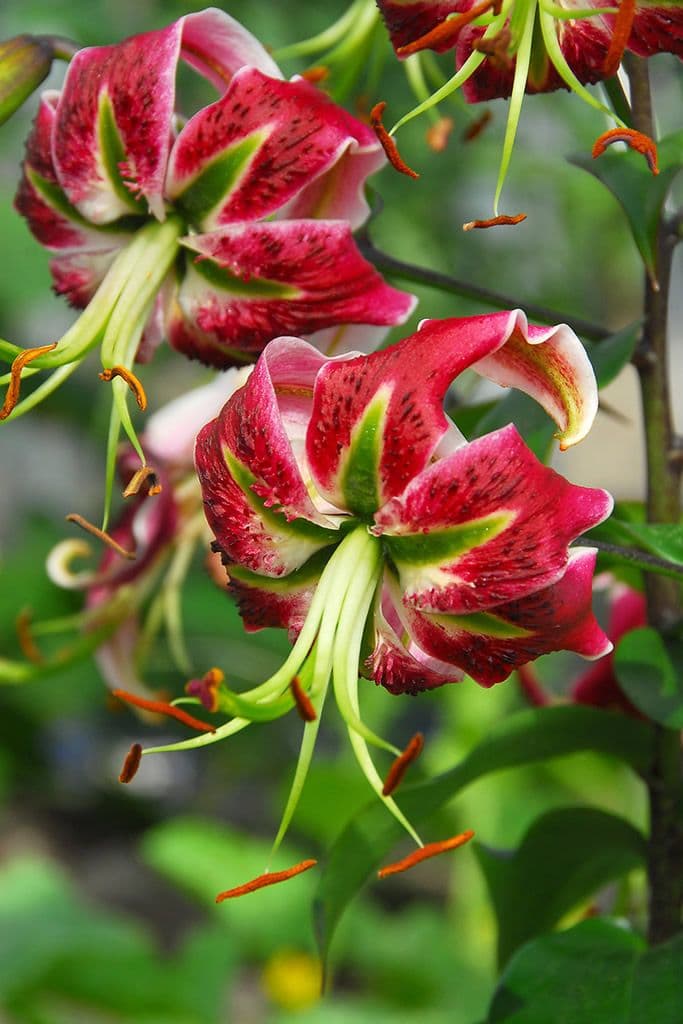 Lilium Black Beauty