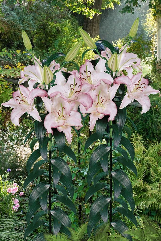 Lilium Brasilia