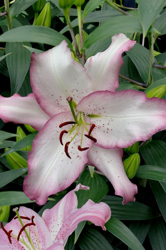 Lilium Brasilia