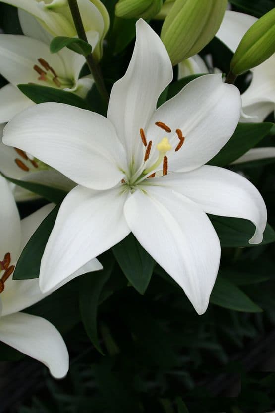 Lilium Bright Diamond