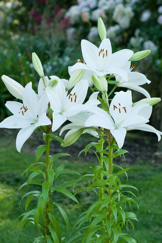 Lilium Bright Diamond