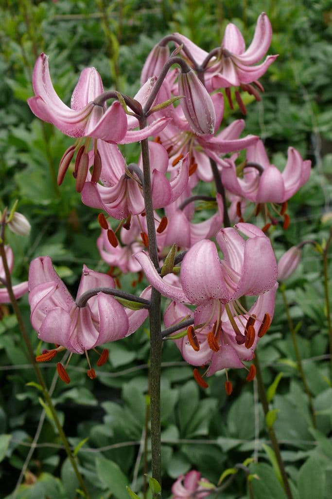 Lilium Candy Morning