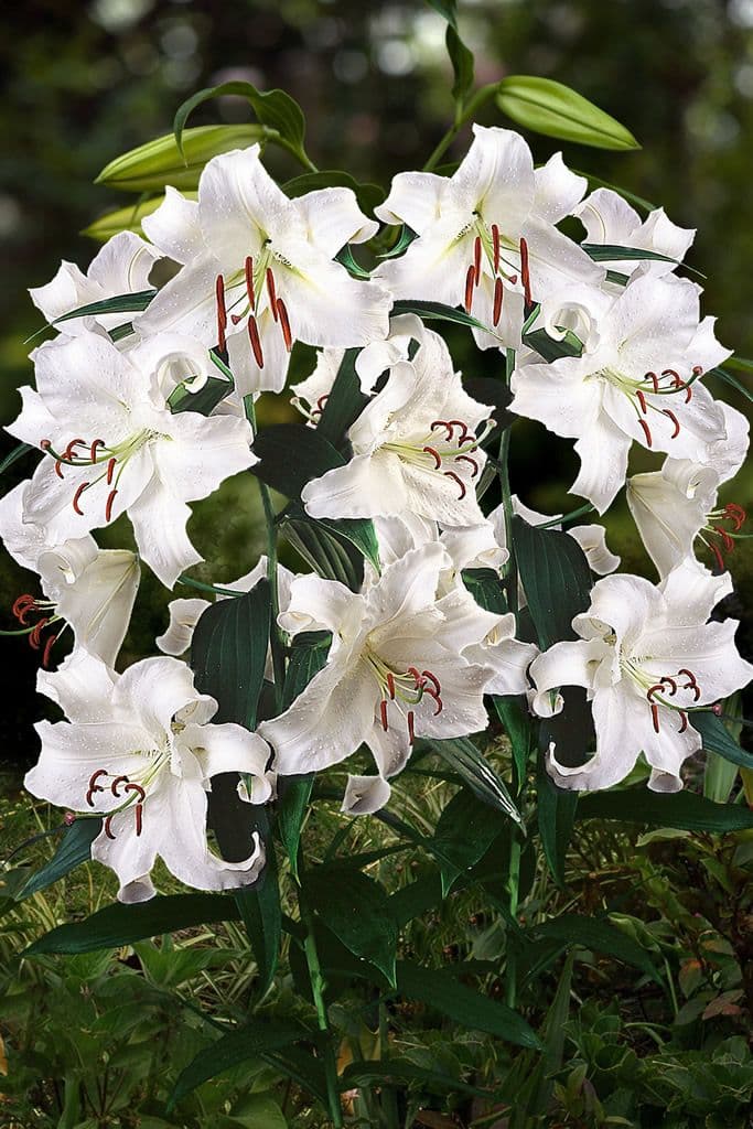 Lilium Casa Blanca