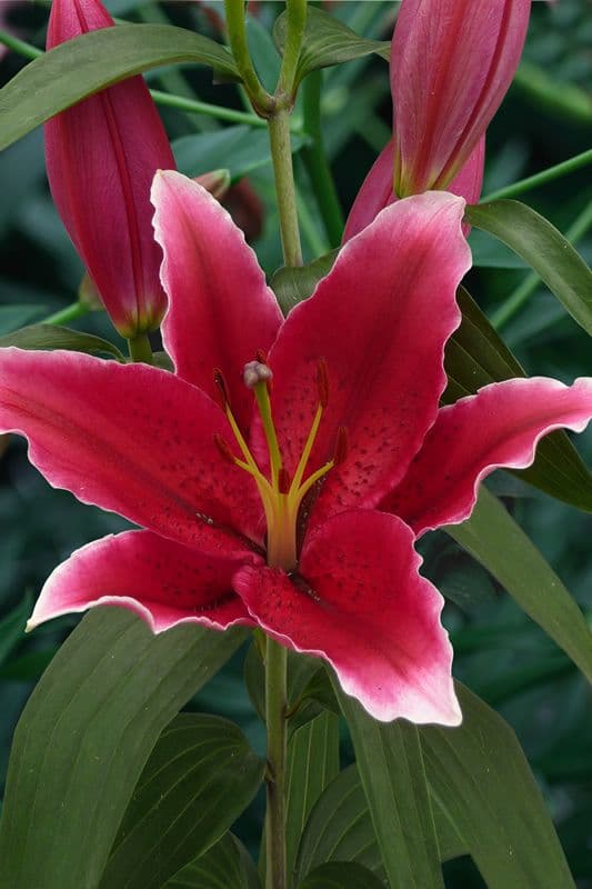 Lilium Chartwell