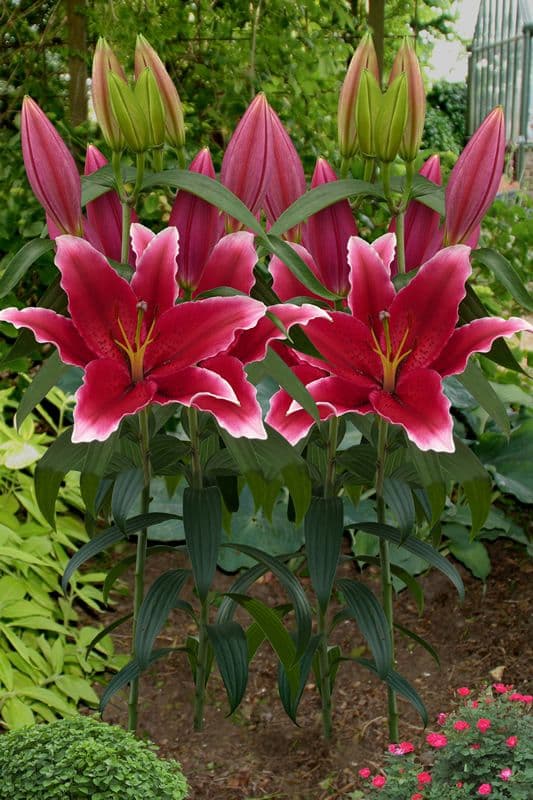 Lilium Chartwell
