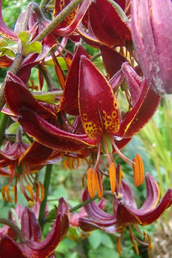 Lilium Claude Shride