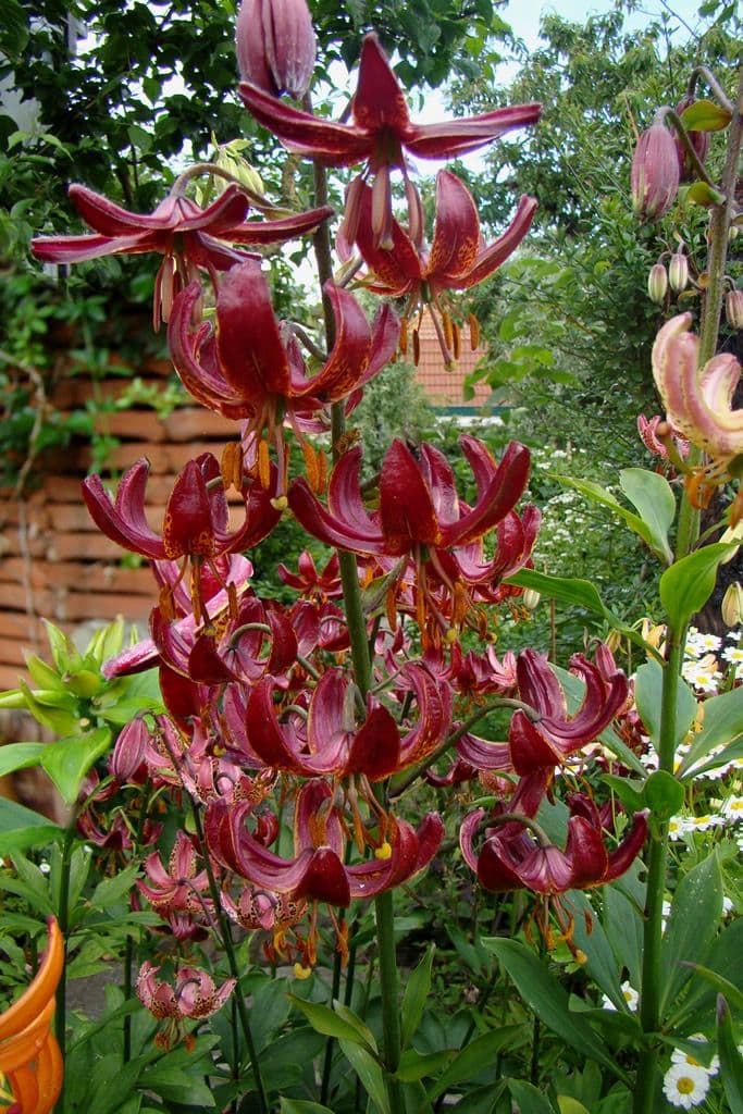 Lilium Claude Shride