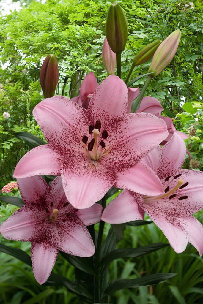 Lilium Cogoleto
