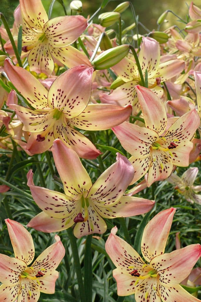 Lilium Corsage