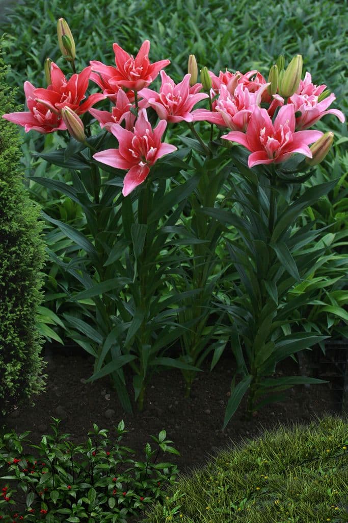Lilium Double Lady