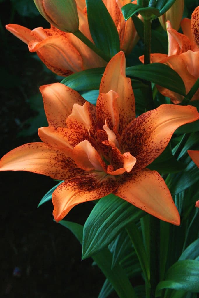 Lilium Double Love