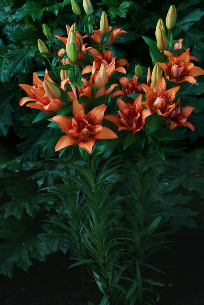 Lilium Double Love