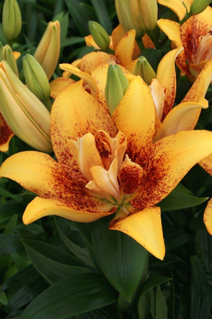 Lilium Double Nugget