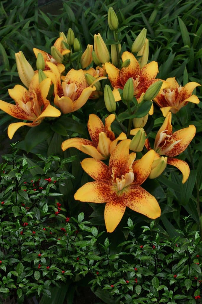 Lilium Double Nugget