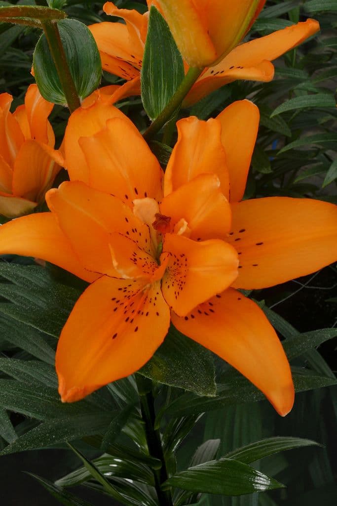 Lilium Double Princess