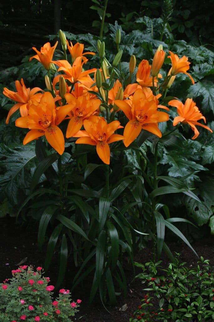 Lilium Double Princess