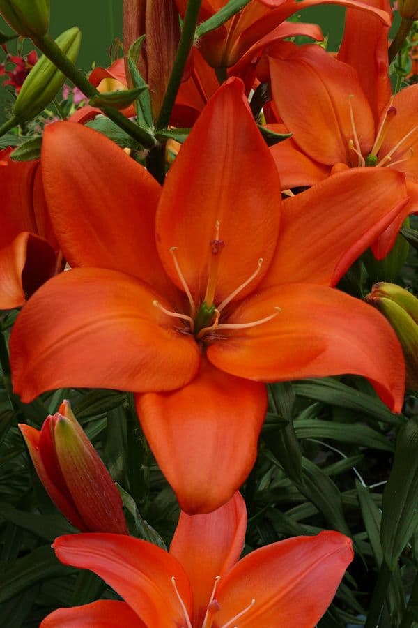 Lilium Easy Love