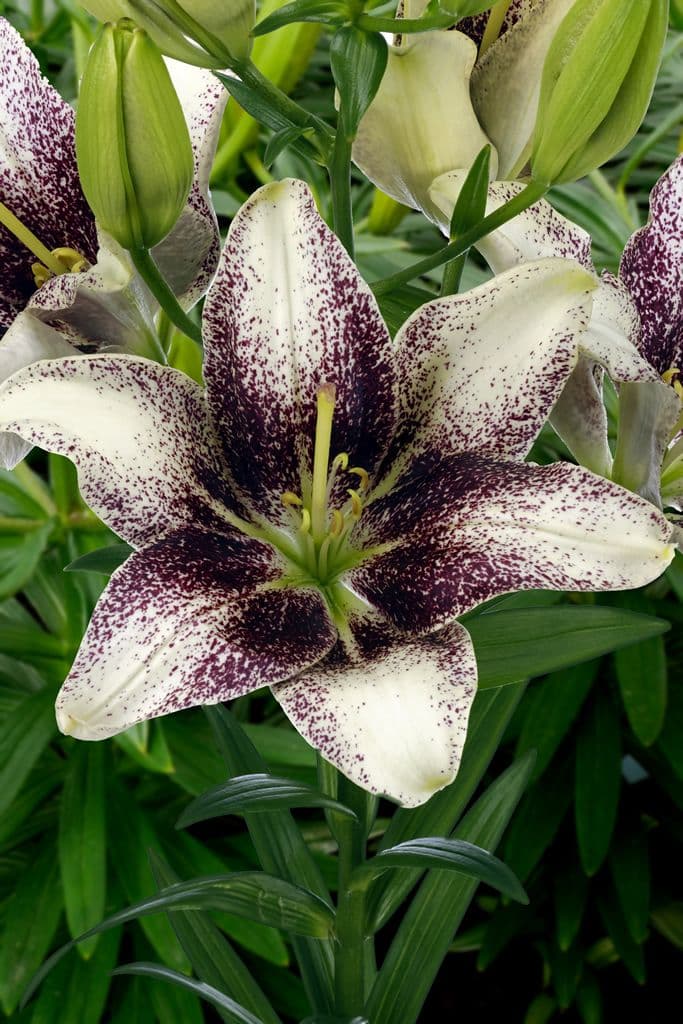 Lilium Easy Spot