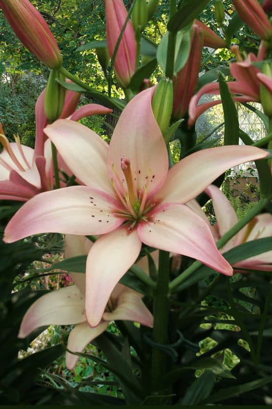 Lilium Easy Waltz