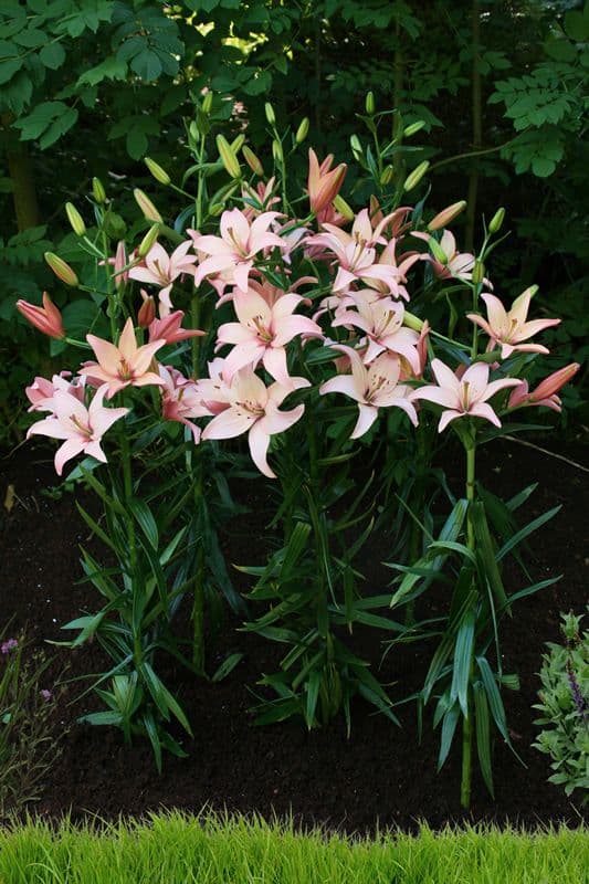 Lilium Easy Waltz
