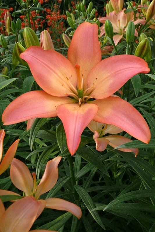 Lilium Easy Whisper
