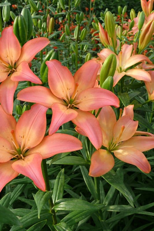 Lilium Easy Whisper