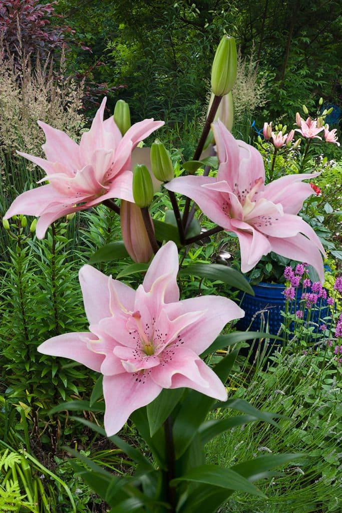 Lilium Elodie