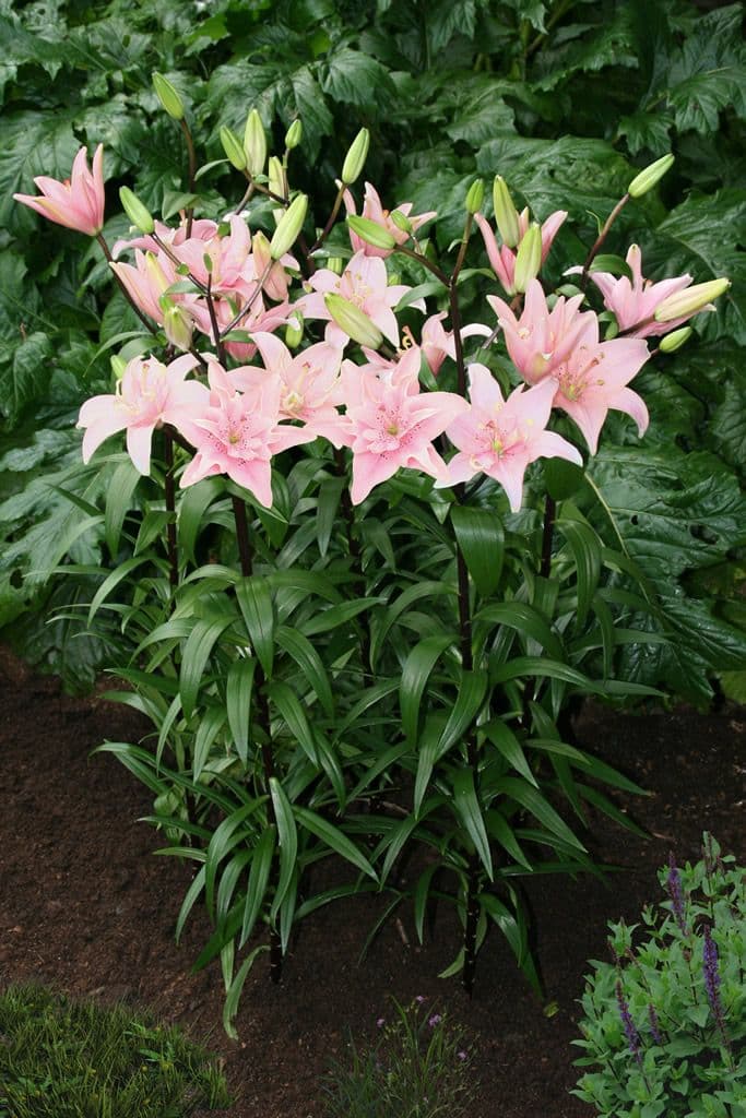 Lilium Elodie
