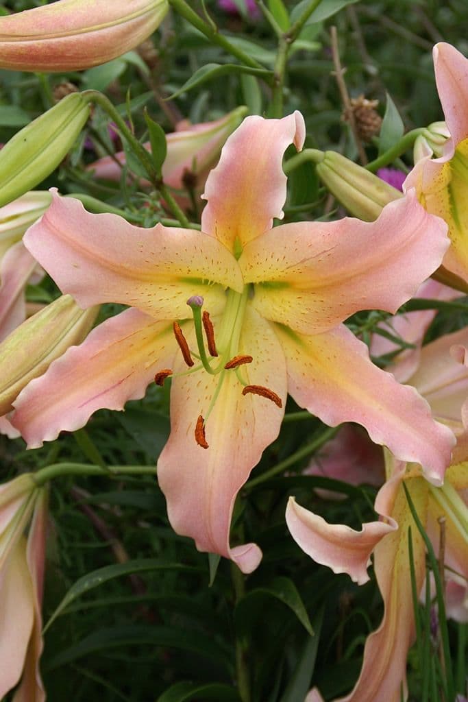 Lilium Elusive