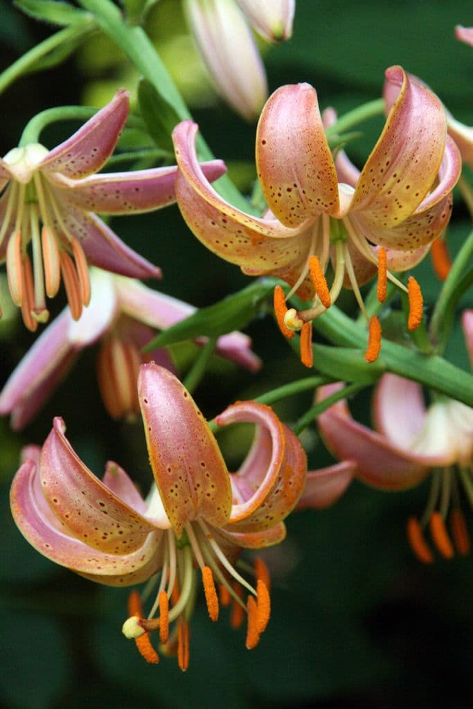Lilium Fairy Morning