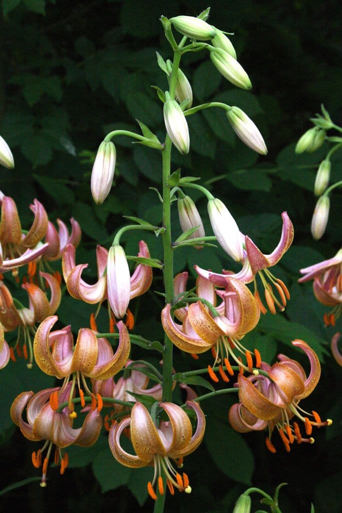 Lilium Fairy Morning