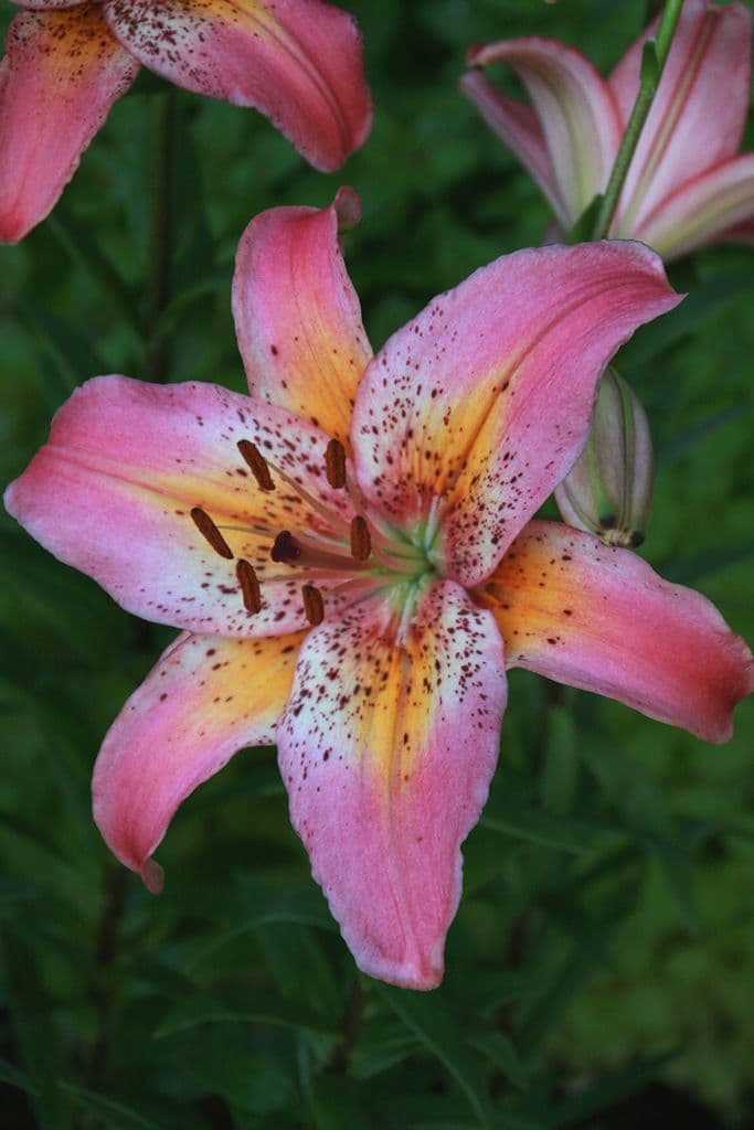 Lilium Fancy Dance