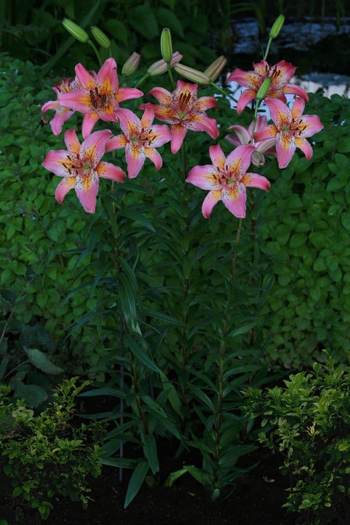 Lilium Fancy Dance