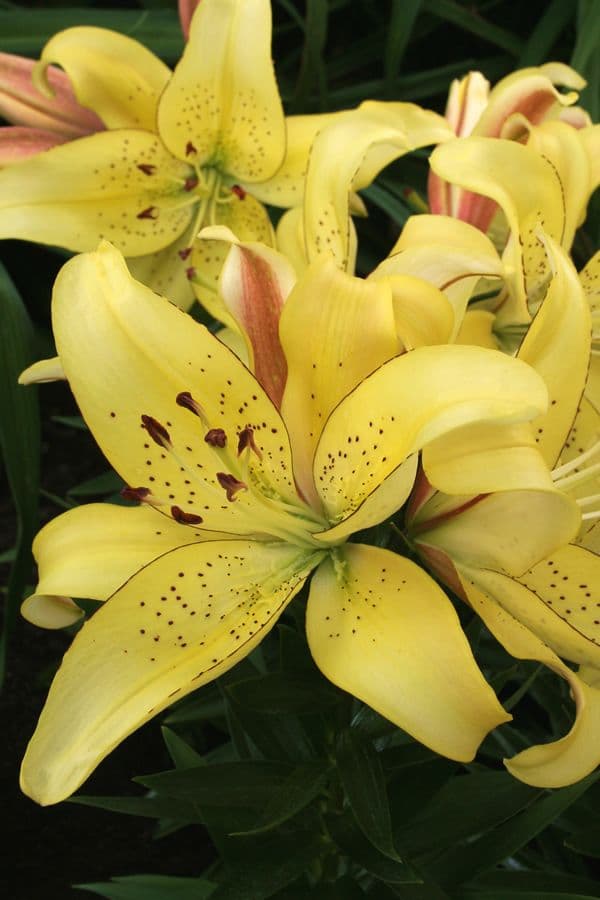 Lilium Fields of Gold