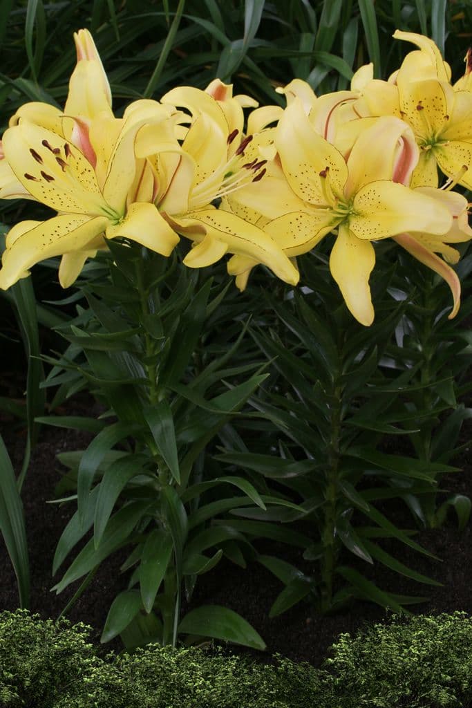 Lilium Fields of Gold