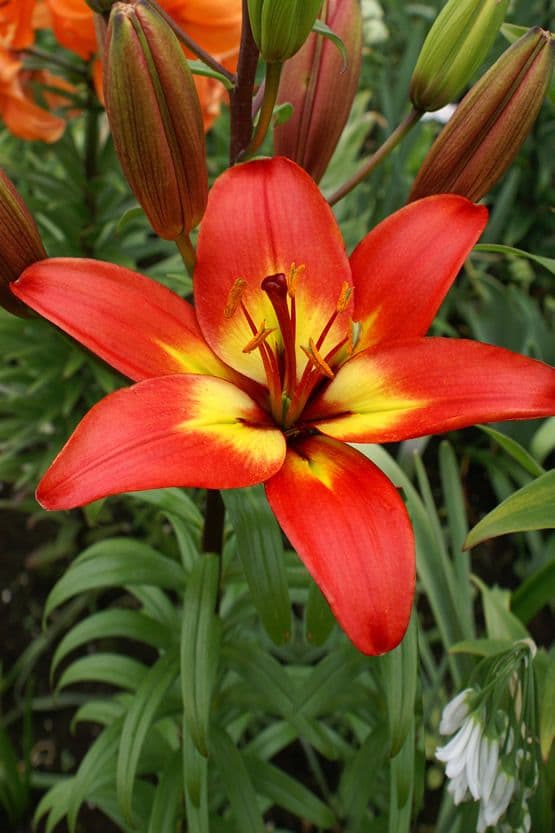 Lilium Forever Linda