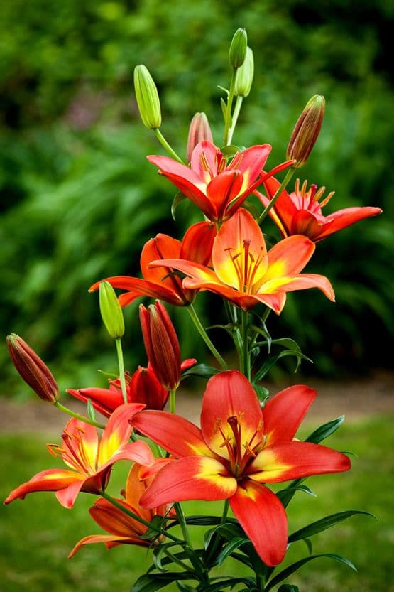 Lilium Forever Linda