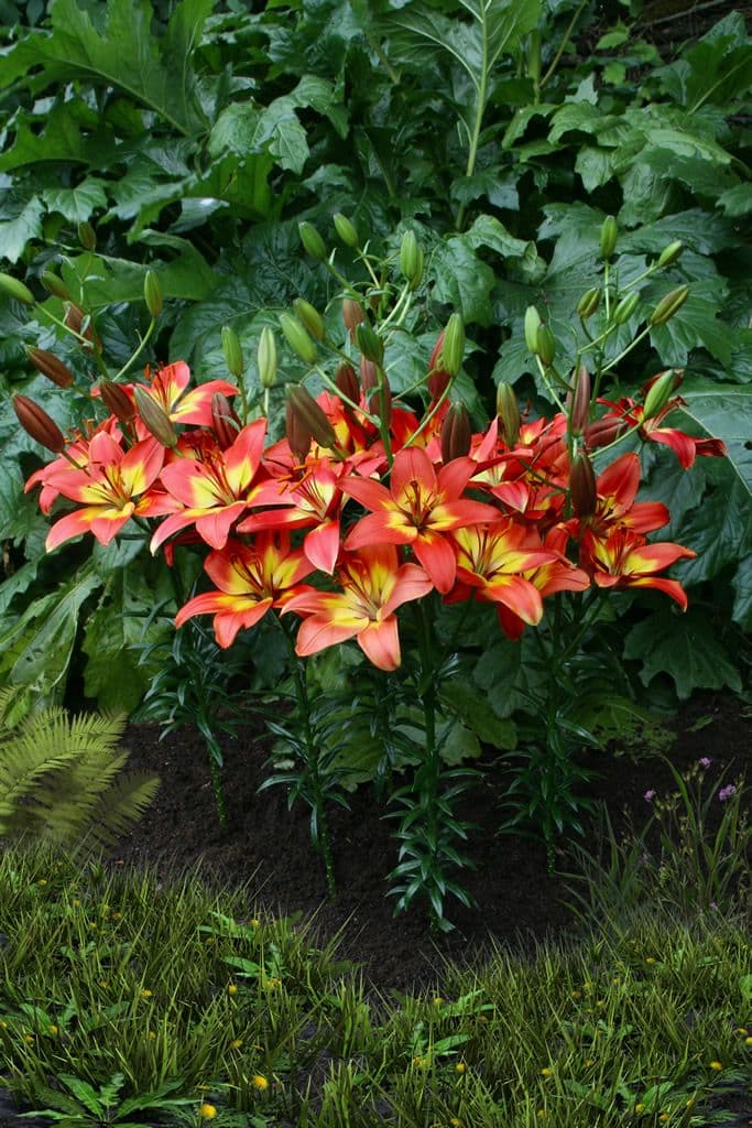 Lilium Forever Linda