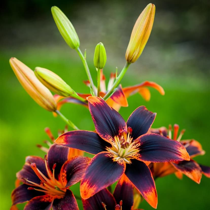 Lilium Forever Susan