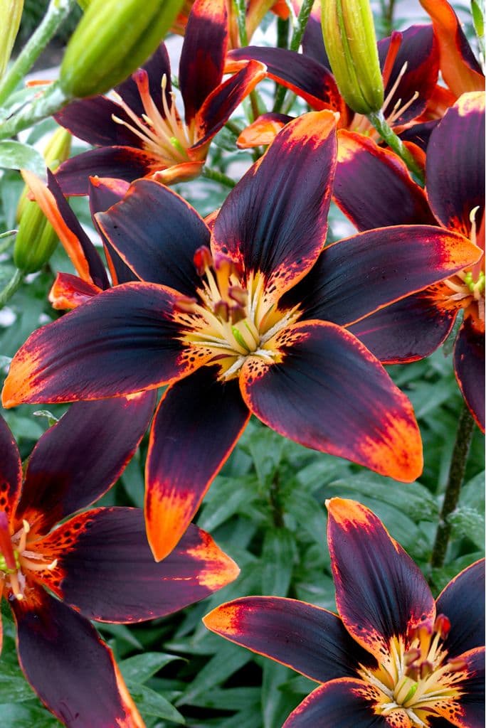 Lilium Forever Susan